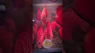 discuss cá dĩa red, cá dĩa bồ câu #saigoncacanh #cacanh #cacanh246 #fish #aquarium #cacloaica