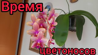 ОРХИДЕИ. Время цветоносов. Прямой эфир 5