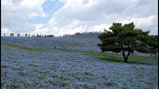 Fields of blue at Hitachi Seaside Park