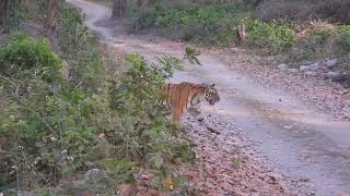 Tiger crossing our path after hunting -Corbett April 2022