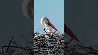 I saw a stork on a roof, I took my camera and.. 📸