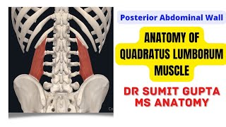 QUADRATUS LUMBORUM MUSCLE : ANATOMY