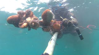 Pesca submarina un tiro dos pulpos uno se queda KO  un doblete de dos buenas piezas