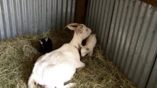 Homestead Entertainment   Adorable Eclipse and Moon Baby goats