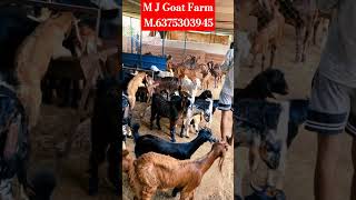 मिक्स नस्ल कटिंग_Goat's 20se30 kg@Mjfarmingvlogs