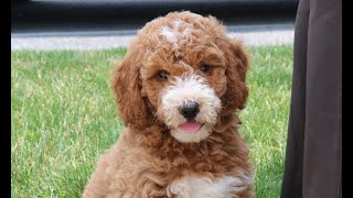 Mini Goldendoodle Puppies for Sale