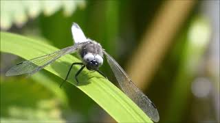 Dragonflies At Exminster Marshes June 2022