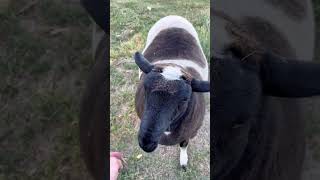 Merendando con ellas #campo #agro #mascotastiktok