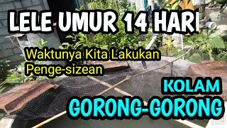 Lele Usia 14 Hari || Waktunya Kita Lakukan Pengesize-an #lele #ternaklele #catfish_farming