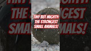 Tiny But Mighty: The Strongest Small Animals! #TinyButMighty #StrongAnimals #NatureFacts