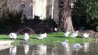 Stonehouse Court Swans Dec 2020