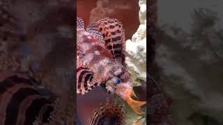 Dwarf Lionfish hunting down Dinner 🍽️