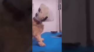 um cachorro raivoso #shorts #meme #animals #memes