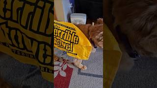 Terrible Towel Titan age 13 #goldendog #dog #goldretriever #goldendog #steelers