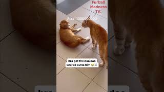 Funny Animals Videos 🤣 | Ep. 489 #shorts #viral #funny