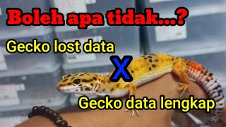 BOLEHKAN GECKO LOST DATA DIKAWINKAN DENGAN GECKO DATA LENGKAP.