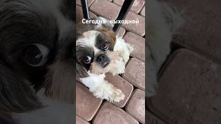 Прям по пятам за мной целый день #видеопрособак #pets #собаки #животные #shihtzu #cute #lovemydog