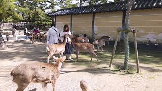 Park Nara, Japan. Япония, Нара, парк.