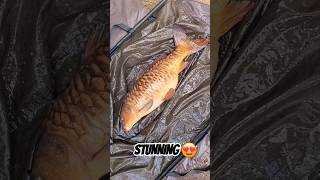 Stunning carp! #fishing #shortsvideo #shorts #fish #carpfishing