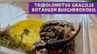 Rotaugen Buschkrokodil Baby #reptileshop #wien