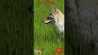 Coyote Locks Eyes and Bolts 🐾 | Wild Beauty in Motion