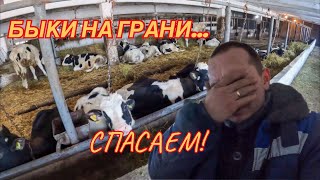 Сильный понос при откорме Быков. Severe diarrhea during fattening bulls