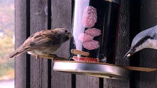 Great Tits, Eurasian Blue Tits, Eurasian Nuthatch and House Sparrows