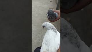 kabutar mare gulel se #kabutar #pigeon #pigeons #g #birds #pigeonpose #h #kabutarbazi