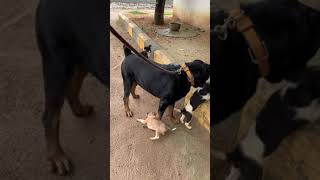 Rottweiler and Puppies