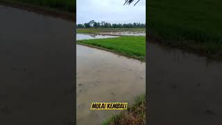 Mulai Bertani Lagi...