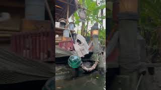 Jungle Cruise 🚢, just awesome 🤩 #trending#like#usa#telugu#youtube#yt#subscribe#monkey#like#jungle