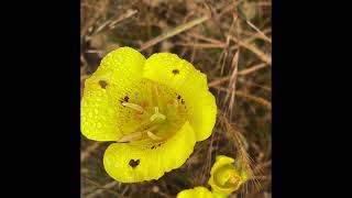 TORO Regional Park Flowers