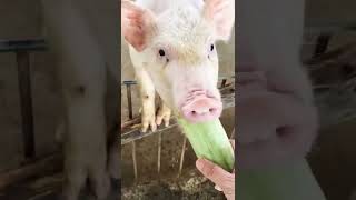 Cute pig very hungry ☺️#funnyvideos #animals#fyp #shorts #funnyvideo #piggy #funny #subscribe