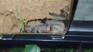 Come Meet My Tarantulas And Chat - Live Stream