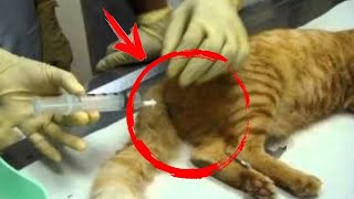 Donos Levaram Gato Para Ser Sacrificado. Após O Exame, O Veterinário Os Expulsou Da Clínica