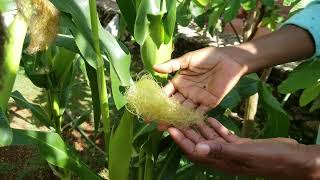 Tips and Insights in Growing Corn Successfully in a Small Space