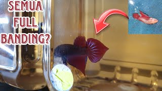 HASIL BREED F2 SPLENDEN BETTA. SEMUA FRY ADA "BANDING"?