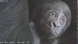 New baby Western lowland gorilla born at Bristol Zoo Gardens