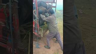 trying to bort cattle on the riksha