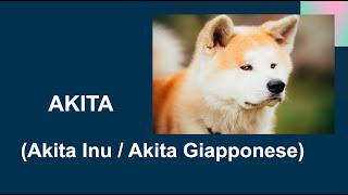 AKITA - Akita Inu - Akita Giapponese - Caratteristiche, carattere, attitudini, salute, dove tenerlo