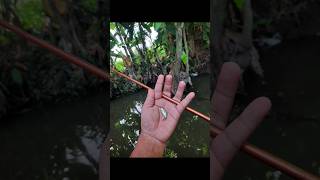 Memancing wader sirip merah - Microfishing #microfishing #fishing #wader #wadersiripmerah