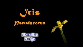 Iris pseudacorus, Sumpfschwertlilie, Yellow Flag, Lirio Amarillo, Slow Motion, iPhone 8