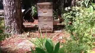 Lil' Suburban Homestead - Our Honeybees Taking Orientation Flights