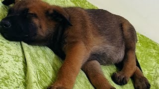 cute Malinois puppy