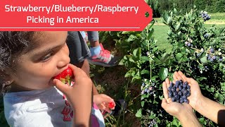 Blueberry picking in USA | America tamil vlog