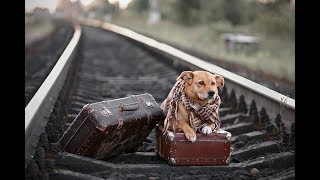 Душевная песня!👍 СО СМЫСЛОМ! Послушайте! Макс Вертиго - Куда