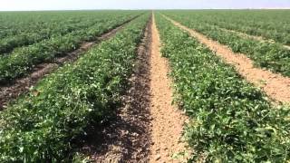 Marc Suderman #202 - West Fresno county Tomatoes: 5/18/12