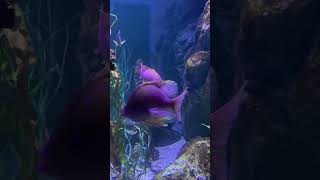 Beautiful Fishes #aquarium #seaanimal #sealife #aquariumfish #fish #fishes #shorts #short