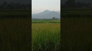 Gunung sadahurip #storywa #shortvideo #shortsfeed