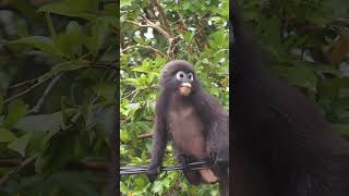 WildLife 37 dusky leaf monkey with eyeglasses-part2